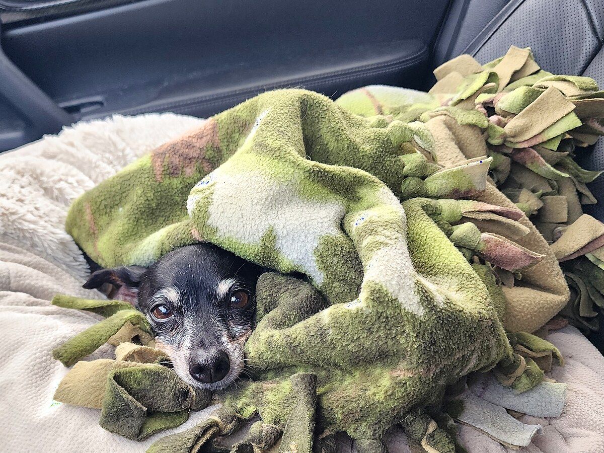 Sweetie resting in the car during a ride
